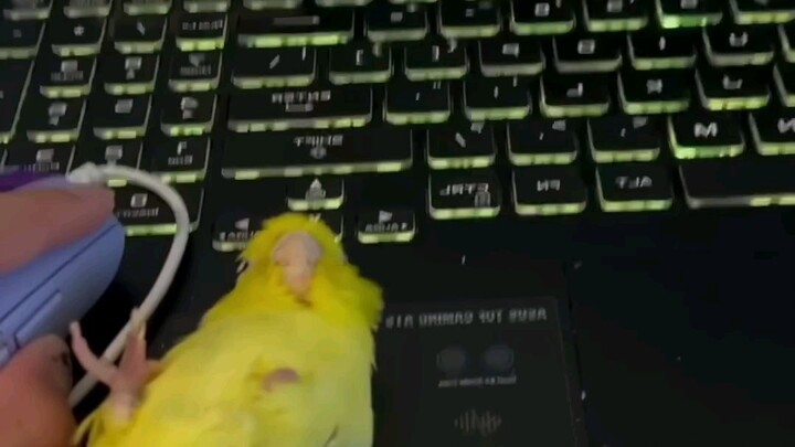 A bird pretending to be a computer mouse🤣🤣🤣