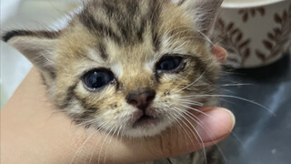 Saat jalan-jalan dengan anjing, kutemukan seekor anak kucing susu, sangat suka menghembuskan napas t