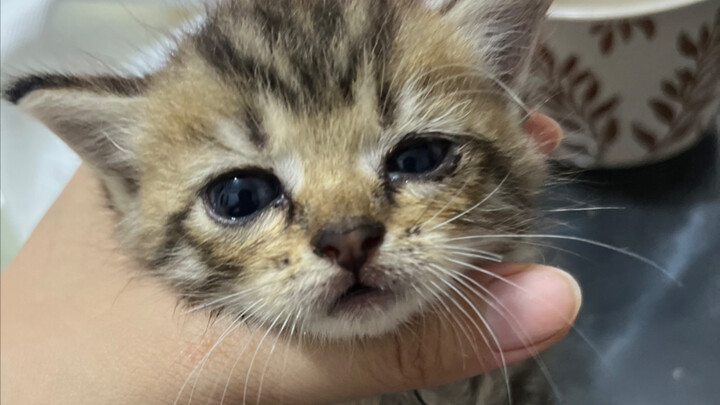 عثرت أثناء تنزه كلبي على هريرة حليب، تتنفس بقوة لكن قوتها الهجومية صفر.