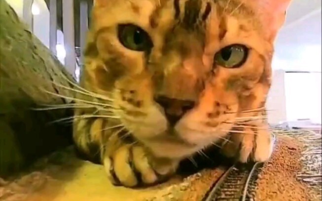 I get it in theory, but why are these cats so big?
