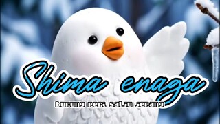 burung peri salju jepang burung selembut kapas