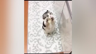 k bé trẫm dỗi 🙄🙄yeumeo cucung meobeo meocute