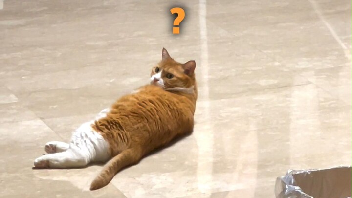 Làm thế nào để thu hút sự chú ý của mèo nhỏ (Bí kíp học lén mèo nhỏ)