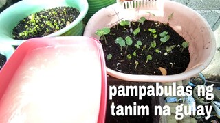 PAANO GAMITIN ANG HUGAS BIGAS BILANG FERTILIZER | Jo Wel