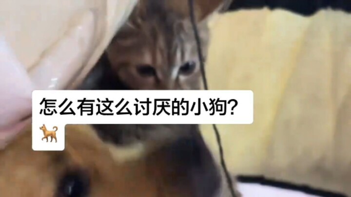 Anjing: “Aku kan Mimi!” Kucing: “Aku juga nggak kenal!”