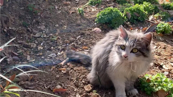 Here's an update for new fans about this stunning stray cat