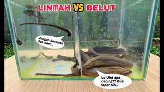 EKSPERIMEN: LINTAH vs BELUT [BATTLE DIDALAM AIR]