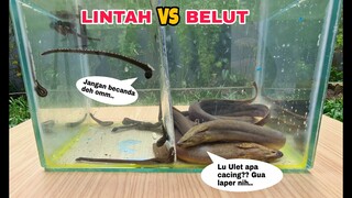 EKSPERIMEN: LINTAH vs BELUT [BATTLE DIDALAM AIR]