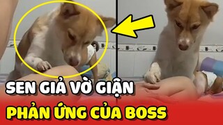 Phản ứng BẤT NGỜ của Boss khi Sen GIẢ VỜ TỨC GIẬN 😂 | Yêu Lu