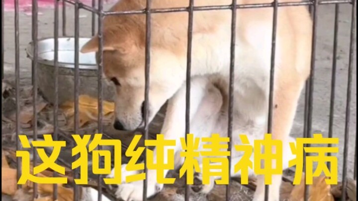 This Shiba Inu is totally nuts—catching flies to eat.