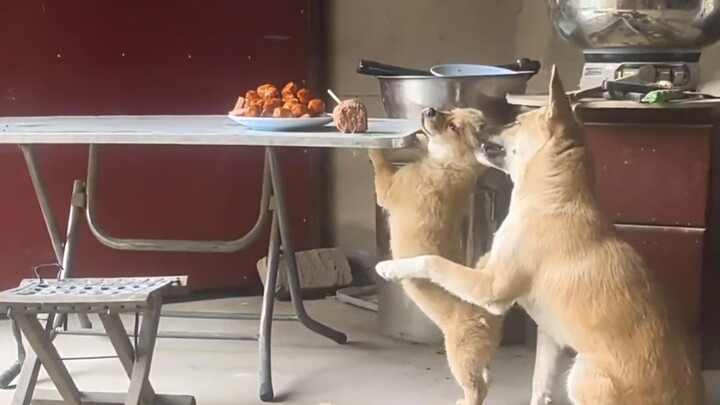 Ibu anjing: Nak, makanan di atas meja itu jangan kita makan
