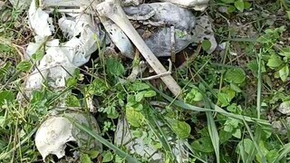 buto sa Cemeteryo tinambak