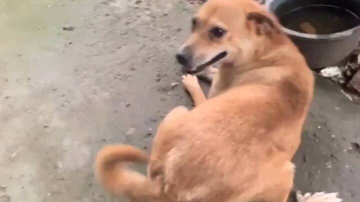 The Enthusiastic Puppy at My Girlfriend’s House!