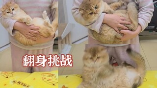 猫咪翻身挑战 鸡腿猫:小丑竟是我自己?