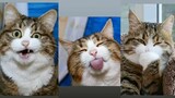 Kompilasi Kucing Lucu Bikin Ngakak 🤣 | Bagaikan Langit Part 1