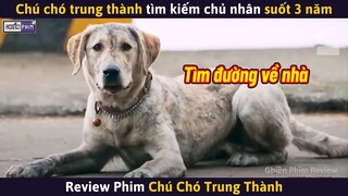 Chú Chó Trung Thành Tìm Kiếm Chủ Nhân Suốt 3 Năm || Review Phim