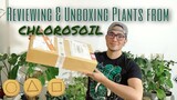 Unboxing plants from Chlorosoil | Imported plants from Indonesia 🪴
