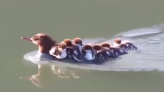 Duck Mom: So stressful