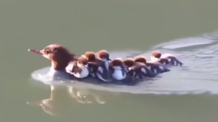 Duck Mom: So stressful