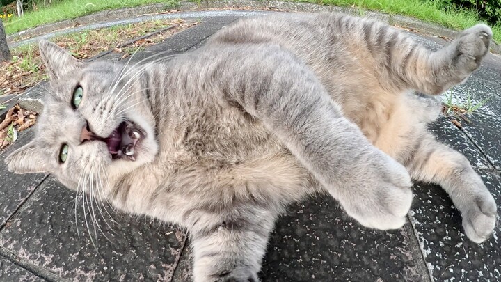 Seekor kucing abu-abu gemuk menjilati jari saya setelah manusia menyentuh perut besarnya.