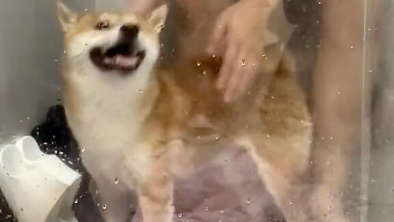Anjing Shiba bodoh nggak tahu harus menggoyangkan tubuhnya setelah mandi, si pemilik langsung ngajar