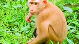 Poor Animals Monkey Wildlife_ Animals Monkey Baby Crying Angry Momma Need