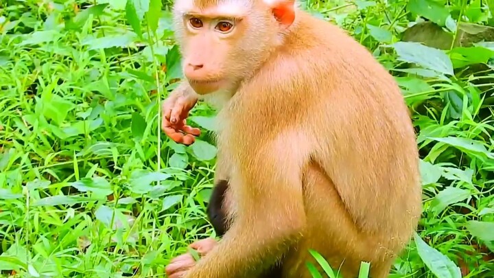Poor Animals Monkey Wildlife_ Animals Monkey Baby Crying Angry Momma Need