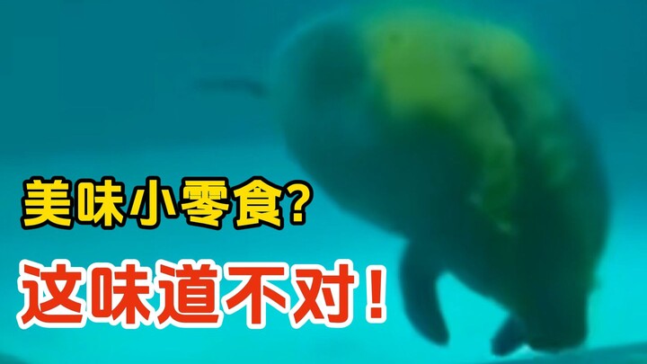 พะยูนดูโล่งใจขึ้นมาทันที