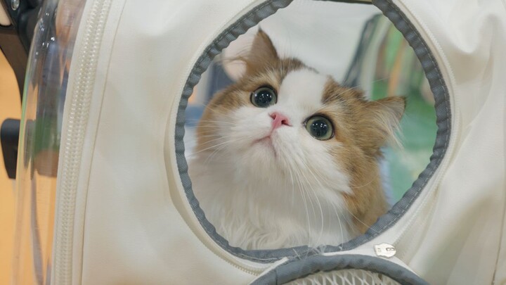 It’s the first time Qiqi has seen so many people—she’s both timid and curious!