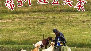 真是一场酣畅淋漓的买菜