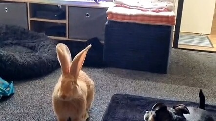 คู่รักชาวต่างชาติเดินเล่นอยู่ดีๆ ก็เจอกระต่ายน้อยตัวหนึ่งพลัดหลงมาตามลำพัง ทั้งสองจึงพาเจ้ากระต่ายกล