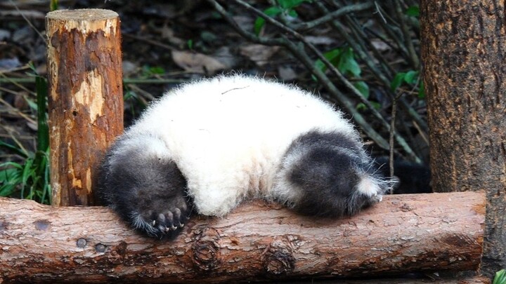 Cute Panda Hehua And Its Two Cute Short Legs