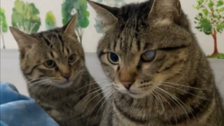 قطة كبيرة ثقيلة تزن 6 كيلوغرامات تجلس على ظهري، فظن القط الصغير الجبان أنها تضايقني، فحاول جاهدًا طر