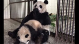 The panda mom and panda cub eat so cutely