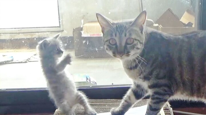Anak kucing kecil menyerang sang kakak dengan cara bunuh diri
