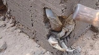 【Chia sẻ lại】Cua tròn Quan thị bị phong ấn trong bê tông nhưng vẫn còn sống