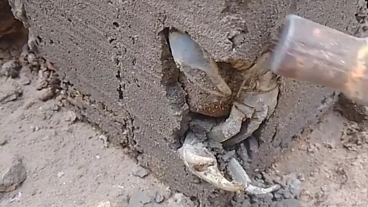 【รีโพสต์】ปูวงแหวนกวนที่ถูกผนึกไว้ในปูนซีเมนต์ แต่ยังคงมีชีวิตอยู่