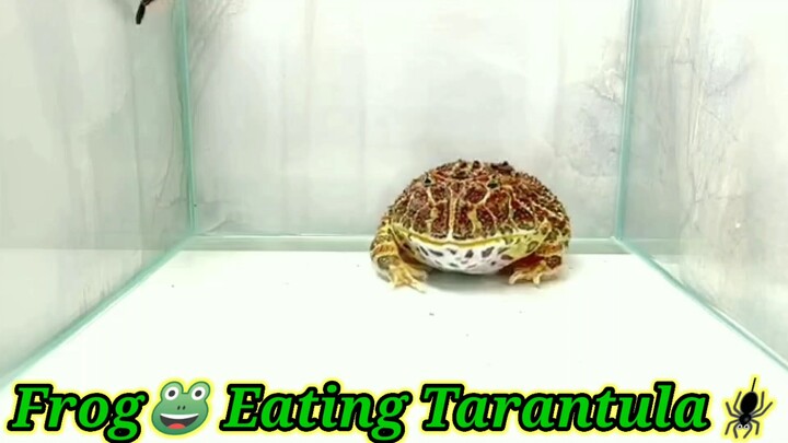 Asian Frog🐸 Eating Tarantula