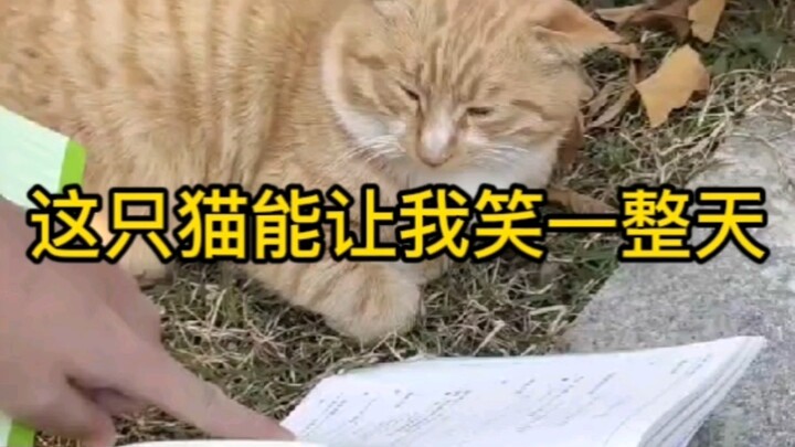 هكذا تتعاملون مع الزميل القط؟