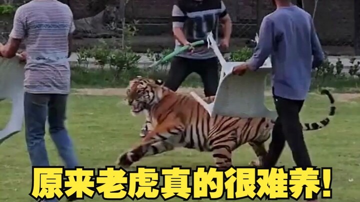 So it turns out tigers are really hard to raise!