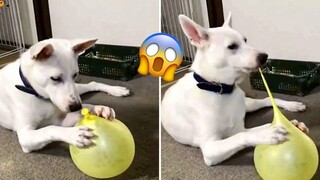 AWW SO FUNNY😂😂 Super Dogs And Cats Reaction Videos (เสียงที่ซื่อสัตย์) 45