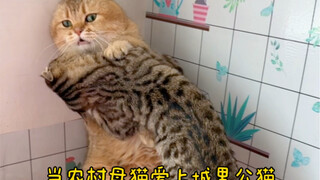 Mistake! City brother doesn't eat dead rats.