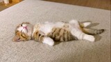 Tư thế ngủ duỗi thẳng tay chân của chú mèo thật dễ thương quá đi!