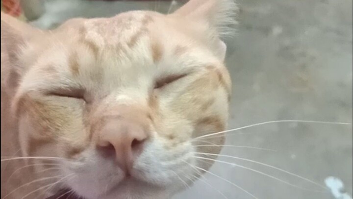 แมวมีหู