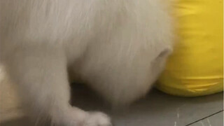 Kecerdasan Samoyed ini memang benar-benar titik lemahnya