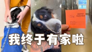 Mengisahkan momen indah saat anjing diadopsi Bagian 2