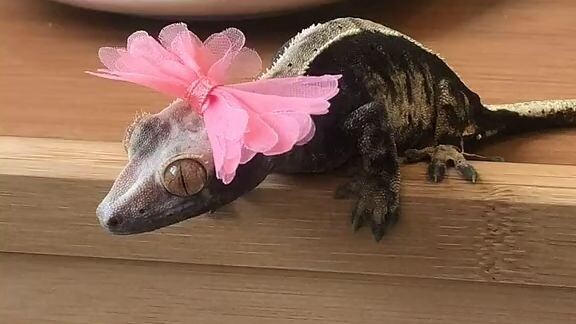 vd ko dành cho ai sợ thằng lần :))))