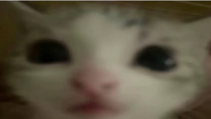 《มีมแมวกับสุนัข 19》