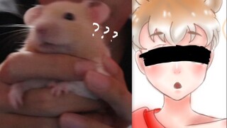 Hamster Emas Menjadi Manusia dan Mengenakan Baju Ikan Mas!