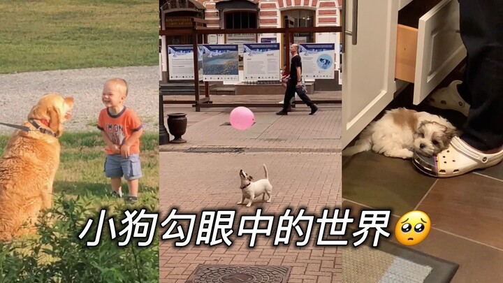 What does the world look like through a puppy’s eyes?